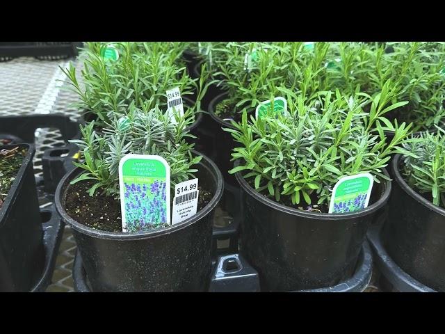 Finding Truly Rabbit Resistant Plants at Colour Paradise Greenhouse: A Gardener's Guide