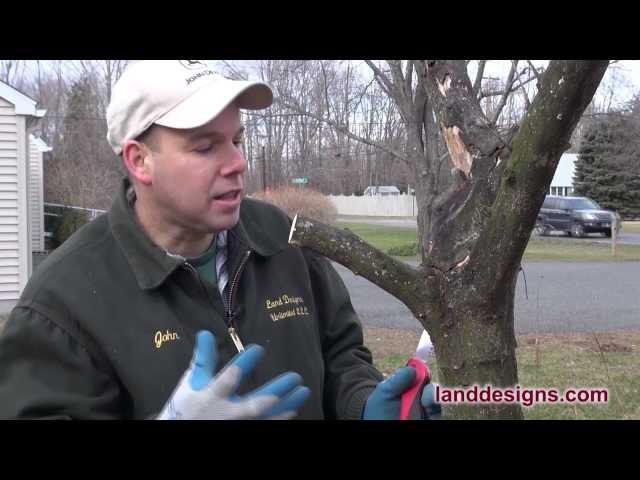 How to Prune (Not Kill) Trees and Shrubs