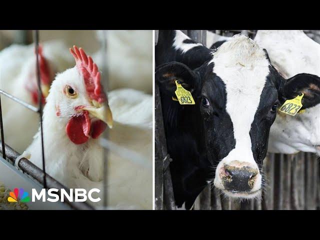 ‘We should be prepared!’: Doctor calls for U.S. to take measures against possible bird flu mutation