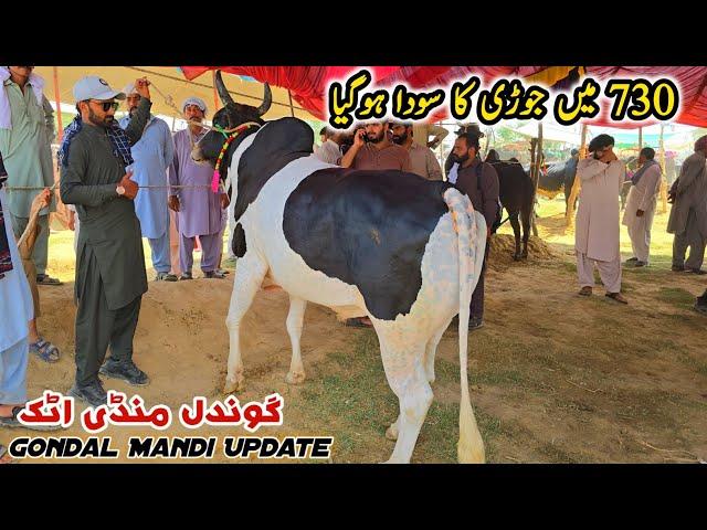 Gondal Mandi Latest Update 20 May 2025 | Naseeb Ka Soda_Bhatta Chowk Mandi