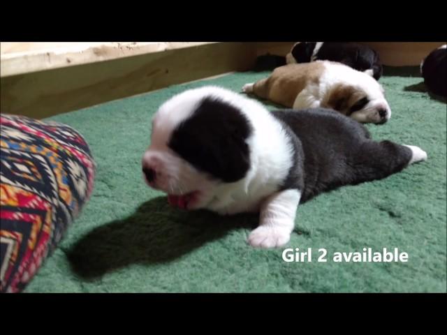 Central asian shepherd alabai puppies,14 days old