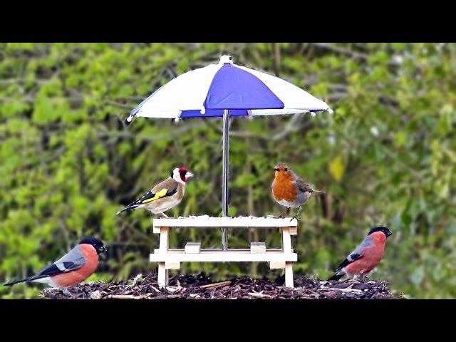 Tiny Picnic Table Feeder for Birds and Squirrels - Robin, Goldfinch - Bird and Squirrel Fun