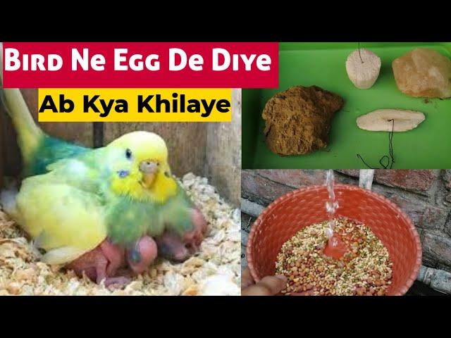 Bird Ne Egg De Diye Ab Kya Khilaye/Chicks Ki Achi Health Ke Liye/Perfect Diet for Breeding