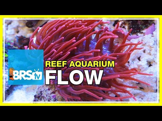 FAQ #19: How much water flow do I need in my reef aquarium? | 52 FAQ