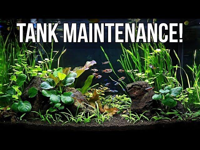 Planted Aquarium Maintenance!