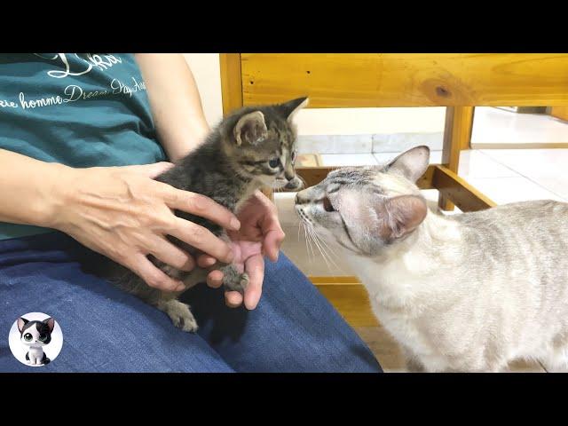 First meet new kitten trying to get along with older cats