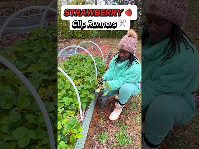 Tips for Pruning Strawberry