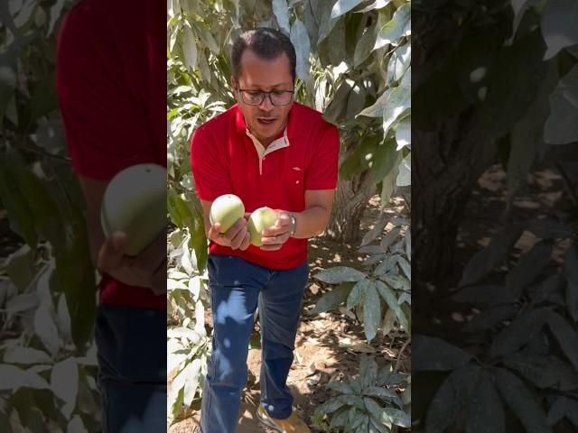 الطريقة الصحيحة لجمع ثمار المانجو #المانجو #اكسبلور #الفلاحيه #farming #ترند #زراعة #تجارة #فلاحه