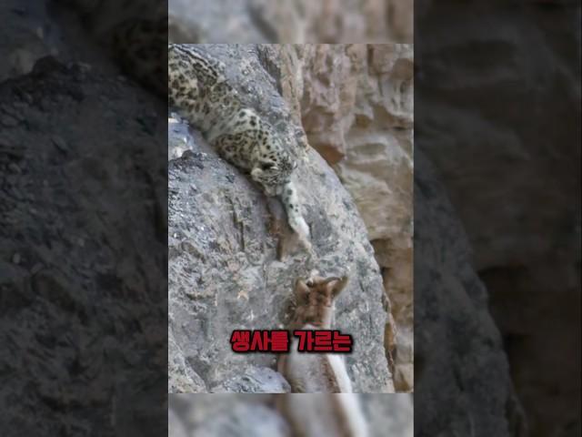 단 30센티미터, 생사를 가르는 숨막힌 순간