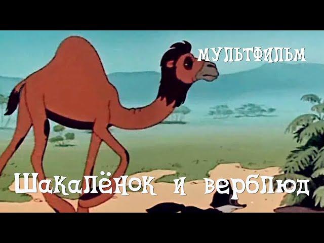 Шакалёнок и верблюд (1956) Мультфильм Владимира Полковникова