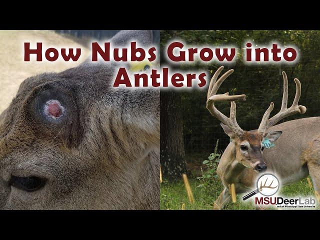 From Nubs To Growing Antlers: An Incredible Process