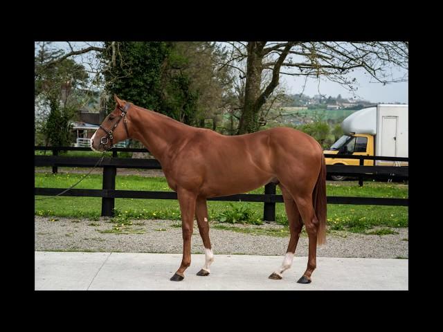 Horsesales.ie - Havana Gold lot:150