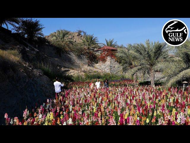 Blooming haven: Explore UAE Flower Farm in Fujairah