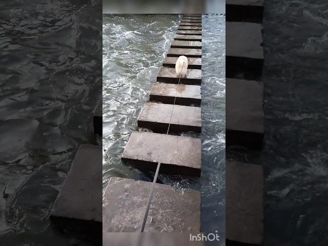 Самый смелый и умный Шпиц