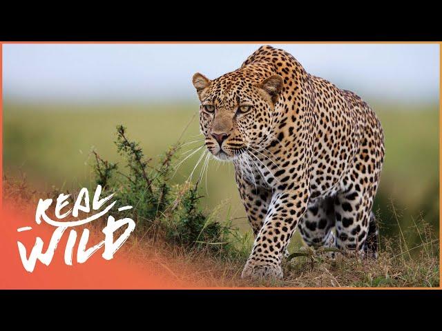 2 Hours Of Apex Predators Hunting Their Prey | Wild America | Real Wild