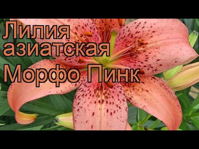 Лилия азиатская Морфо Пинк  обзор: как сажать, луковицы лилии Морфо Пинк