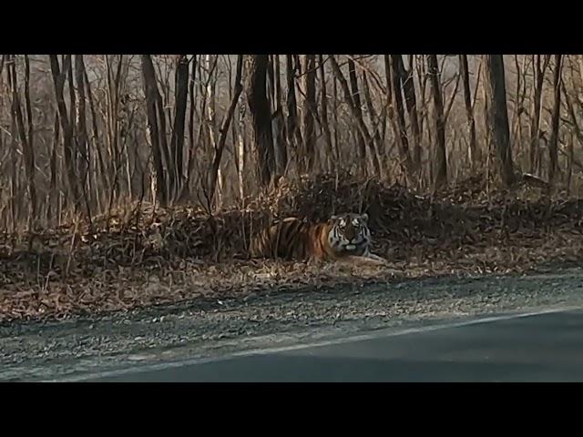 Giant siberian tiger on the road