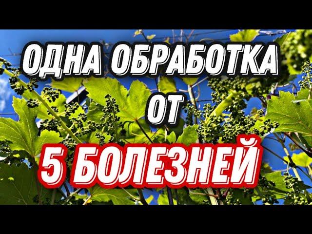 Обработка виноградника перед цветением от  вредителей и болезней.