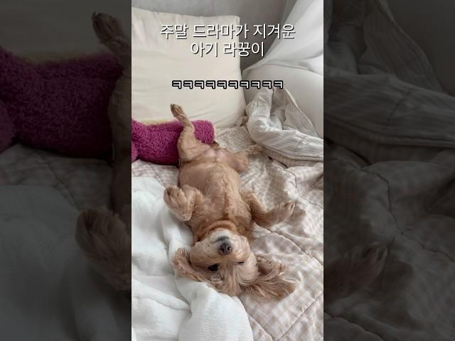 사람처럼 자는 아기 라꿍이 #강아지 #말티푸 #shorts