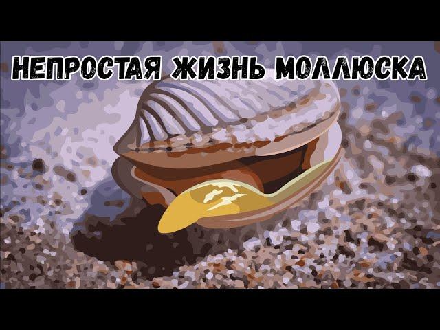 Двустворчатый моллюск