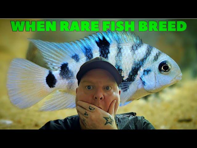 When Rare Fish Breed | I have never showed you these fish before