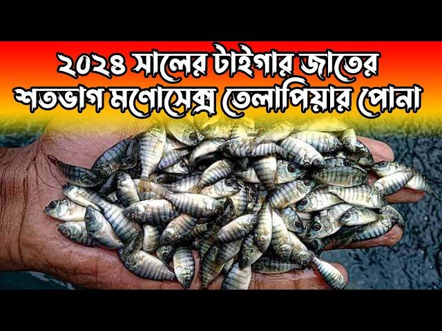 ২০২৪ সালের অরিজিনাল টাইগার জাতের মনোসেক্স তেলাপিয়ার পোনা। Monosex tilapia seeds 2024