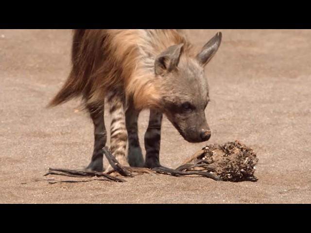 Brown hyena: the misunderstood predator of Southern Africa