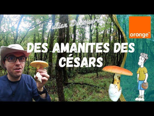 Des Amanites des Césars !