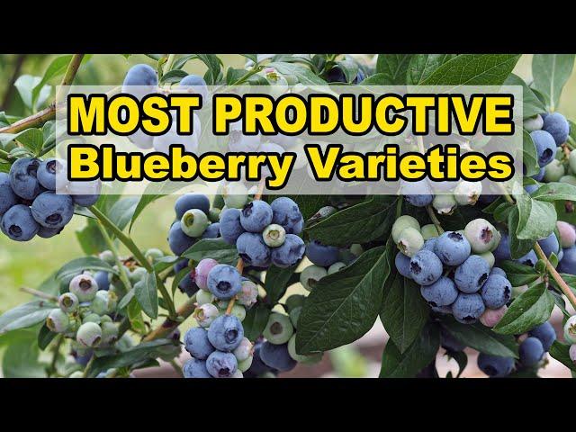 Most Productive Blueberry Varieties