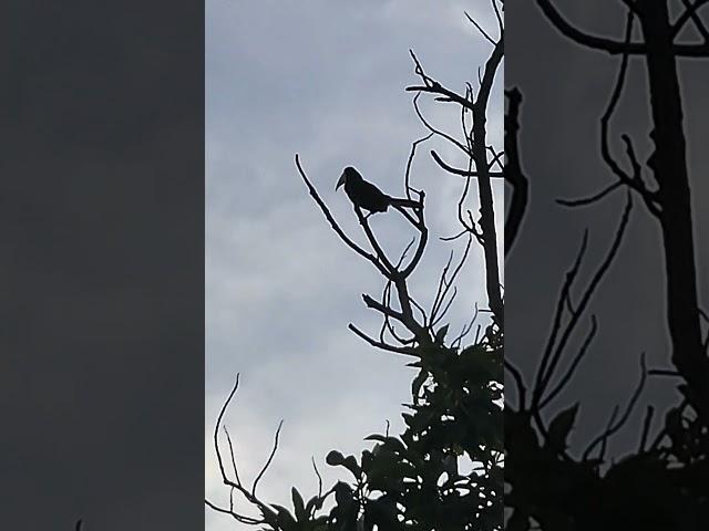 DIAS QUE  NO FUI AL MONTE ME VINO A BUSCAR EN CASA JA JA JA