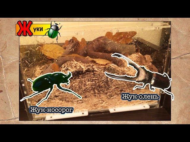 Содержание жуков дома, жук-носорог, жук-олень // Xylotrupes Gideon // Cyclommatus metallifer