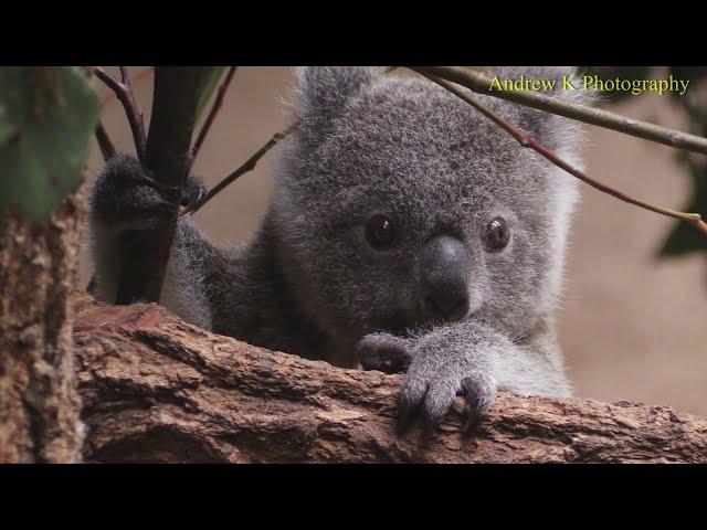 Koalas - Australia's cutest wild animals