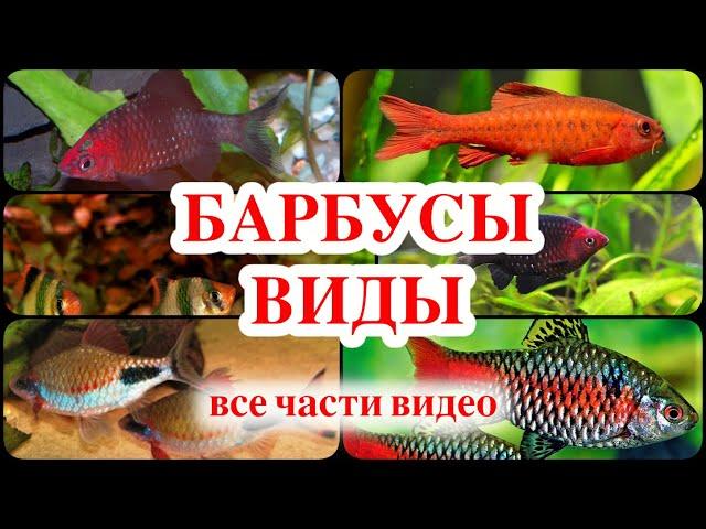 БАРБУСЫ ВИДЫ все части видео про барбусов