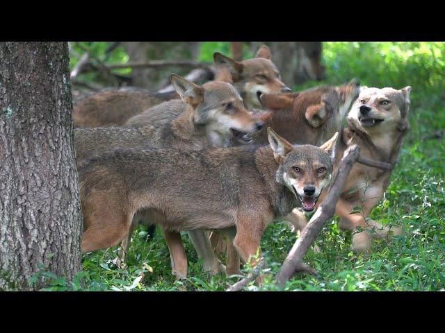 Rare Red Wolves Feeling Frisky and Feisty