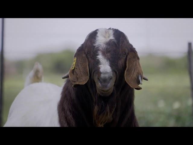 9th Bobaas Boer Goat Digital Sale