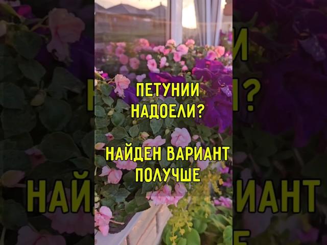Если петунии надоели