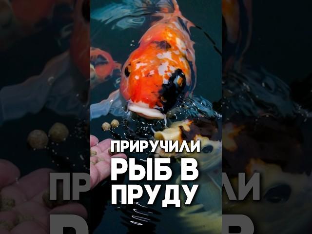 Приручили рыб в пруду!