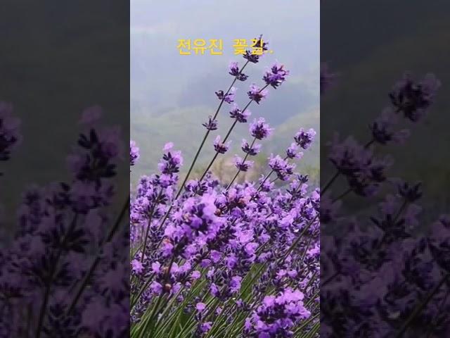 현역가왕  전유진  꽃길  현지 버지니아주 에서 봄을 담았습니다...1분 힐링 시간  되세요   ️