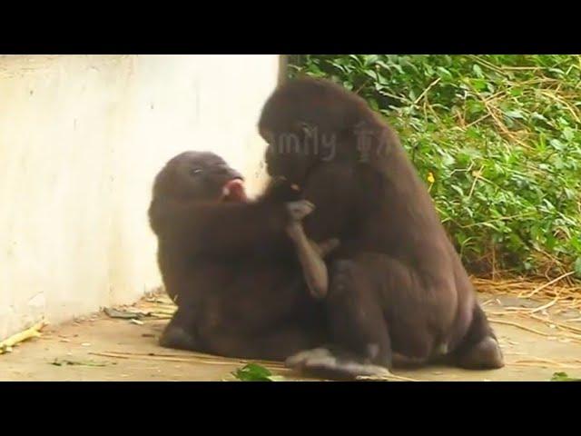 Ringo Is Trying Hard to Lift Jabali Up!林戈努力想把呷百二抓起來！