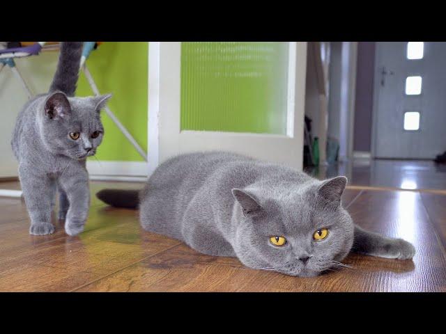 Blue British Shorthair Cats