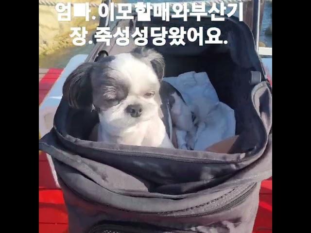토리왕자
