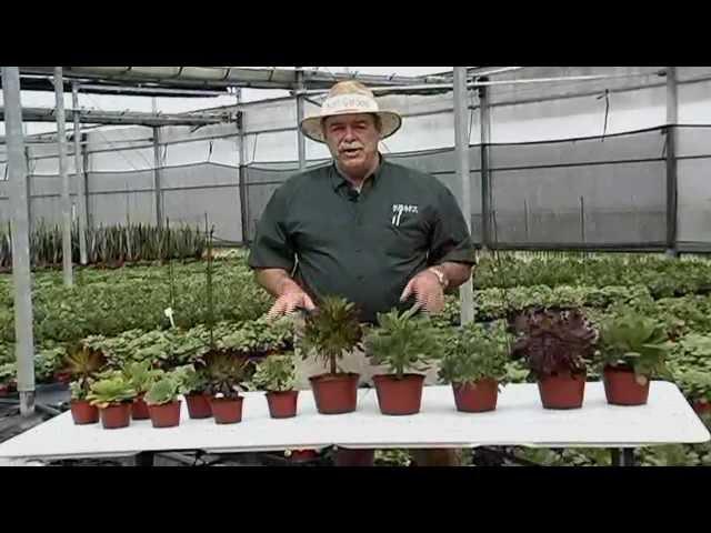 Aeoniums 3-25-13