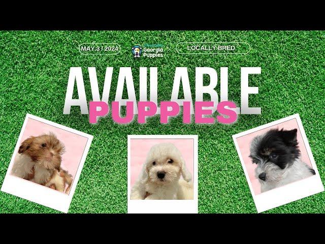 New Puppies Available from Local Breeders In Georgia