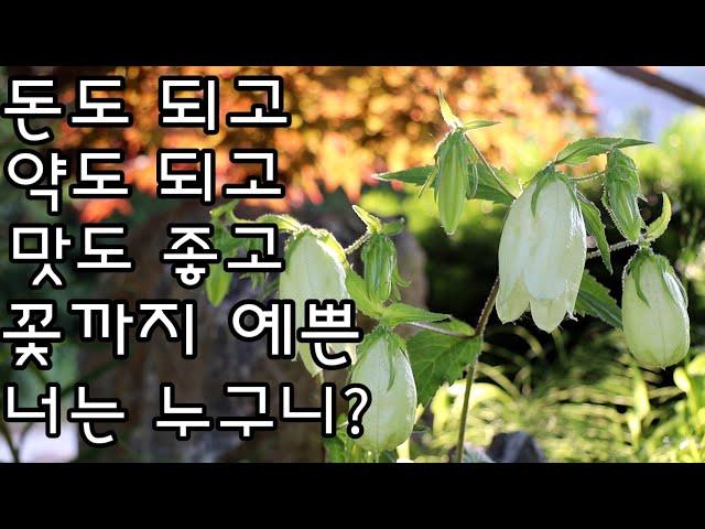 섬 초롱 꽃 번식/초롱꽃 키우기/야생화 번식/야생화 정원/노지월동야생화