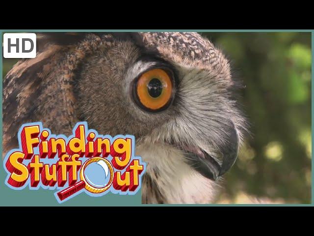 Finding Stuff Out - "Flight" Season 1, Episode 6 (FULL EPISODE)