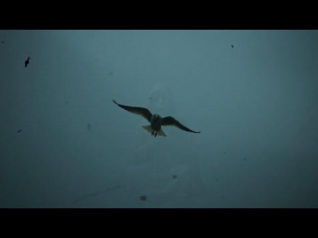 Faceless Face - The Bird (Lyric Video)