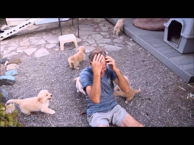 Golden Retriever Puppy Attack