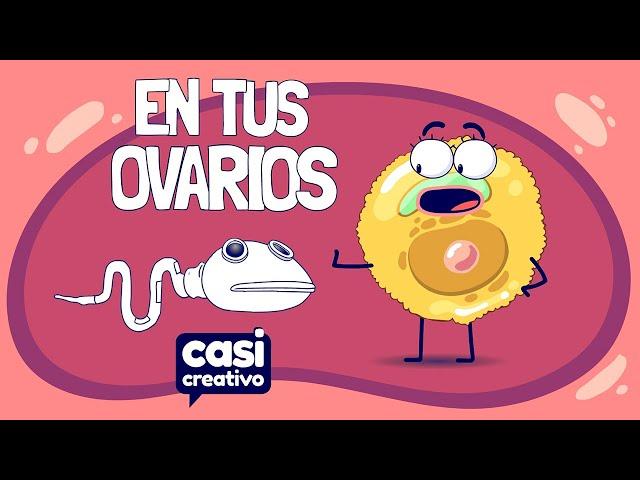 Dentro de Tus Ovarios Una Vez al Mes | Casi Creativo