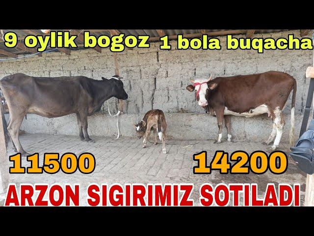 ONA BOLA BOGOZ SIGIRLAR SOTILADI ️ 884737178  #baliqchi #asake #shaxrixon #yozyovon октября 2024 г.