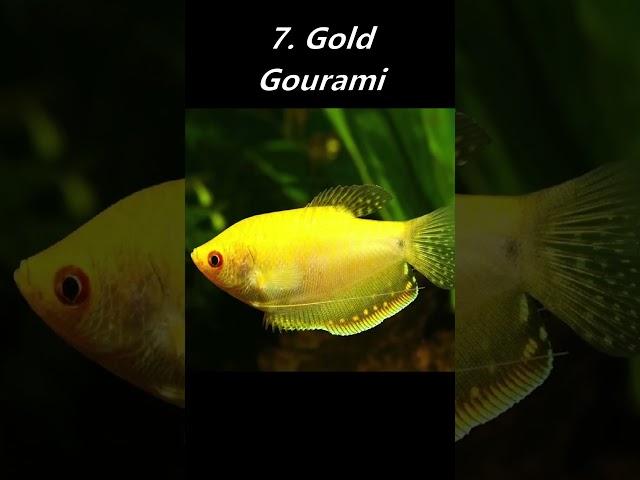 10 Highest Selling Gourami Species!